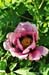 Rockii Peony: REN MIAN TAO HUA
